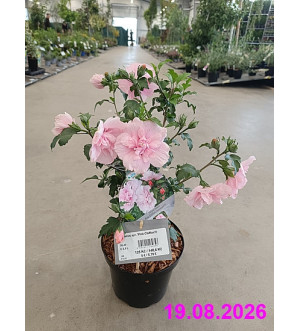 Hibiscus syr. 'Pink Chiffon'® C 2,5 L